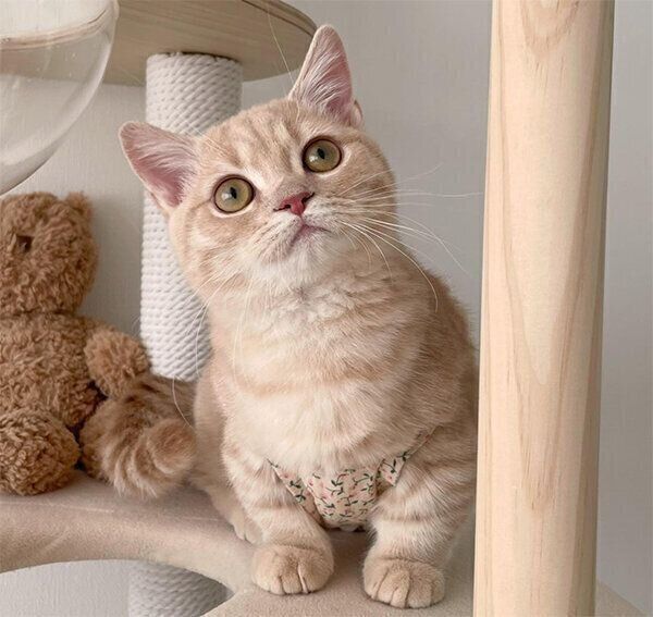 見上げるころもくん