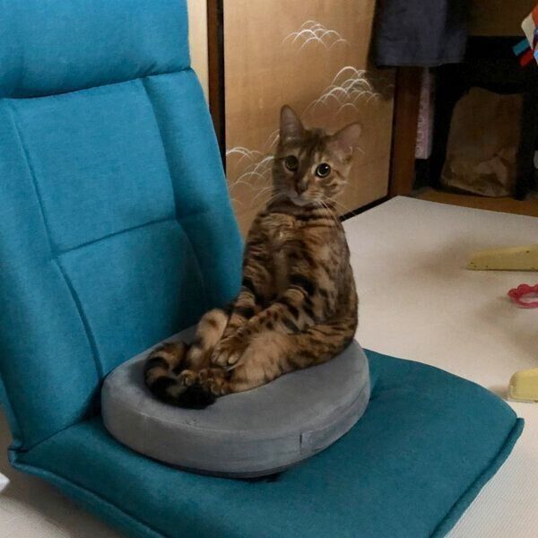 不思議な座り方をするざらめくん