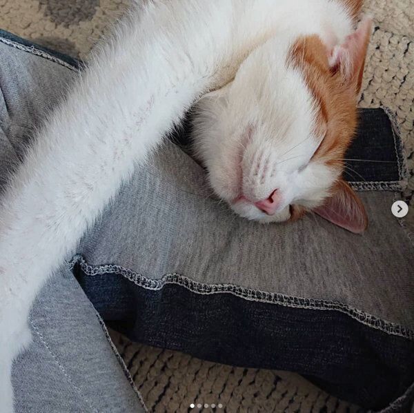 スリスリするMIX猫