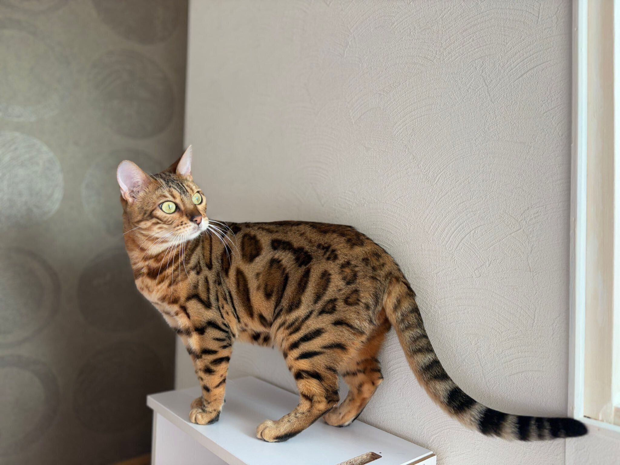 現在のリンちゃん