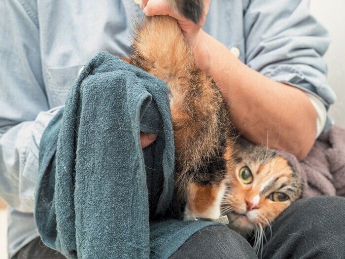 ひざにのせてお手入れするのも◎