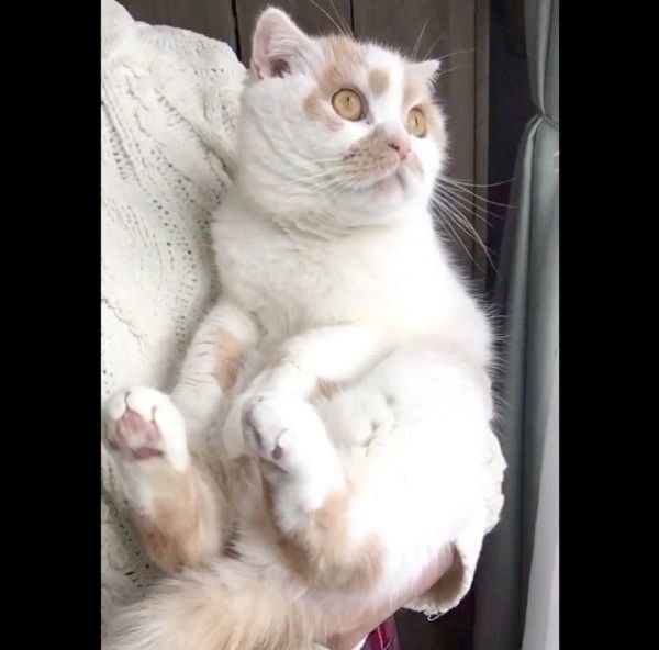 雪を眺めるホイちゃん