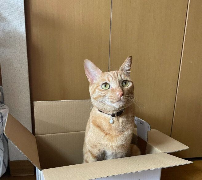 箱の中に入っている猫