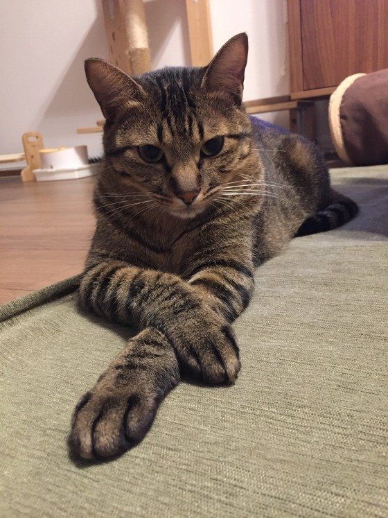 キジトラ・バロンくん・ポー