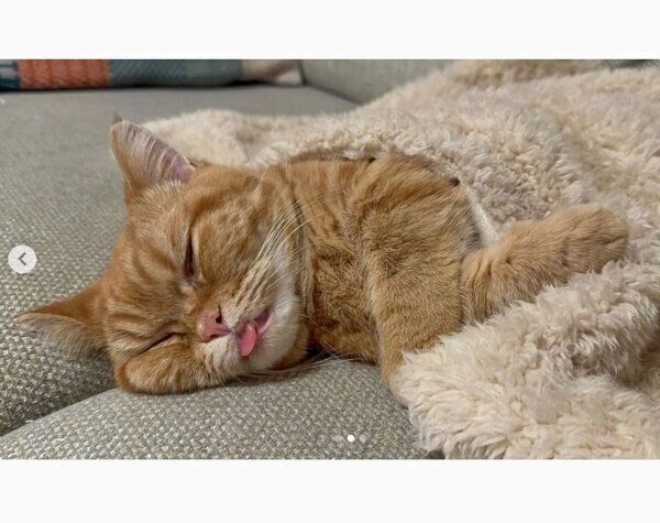 気持ちよさそうに眠るメリダちゃん