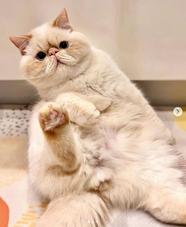 まったりするミツロウくん