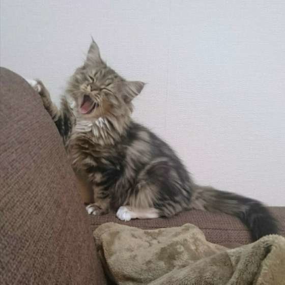 あくびをするラガマフィンの子猫