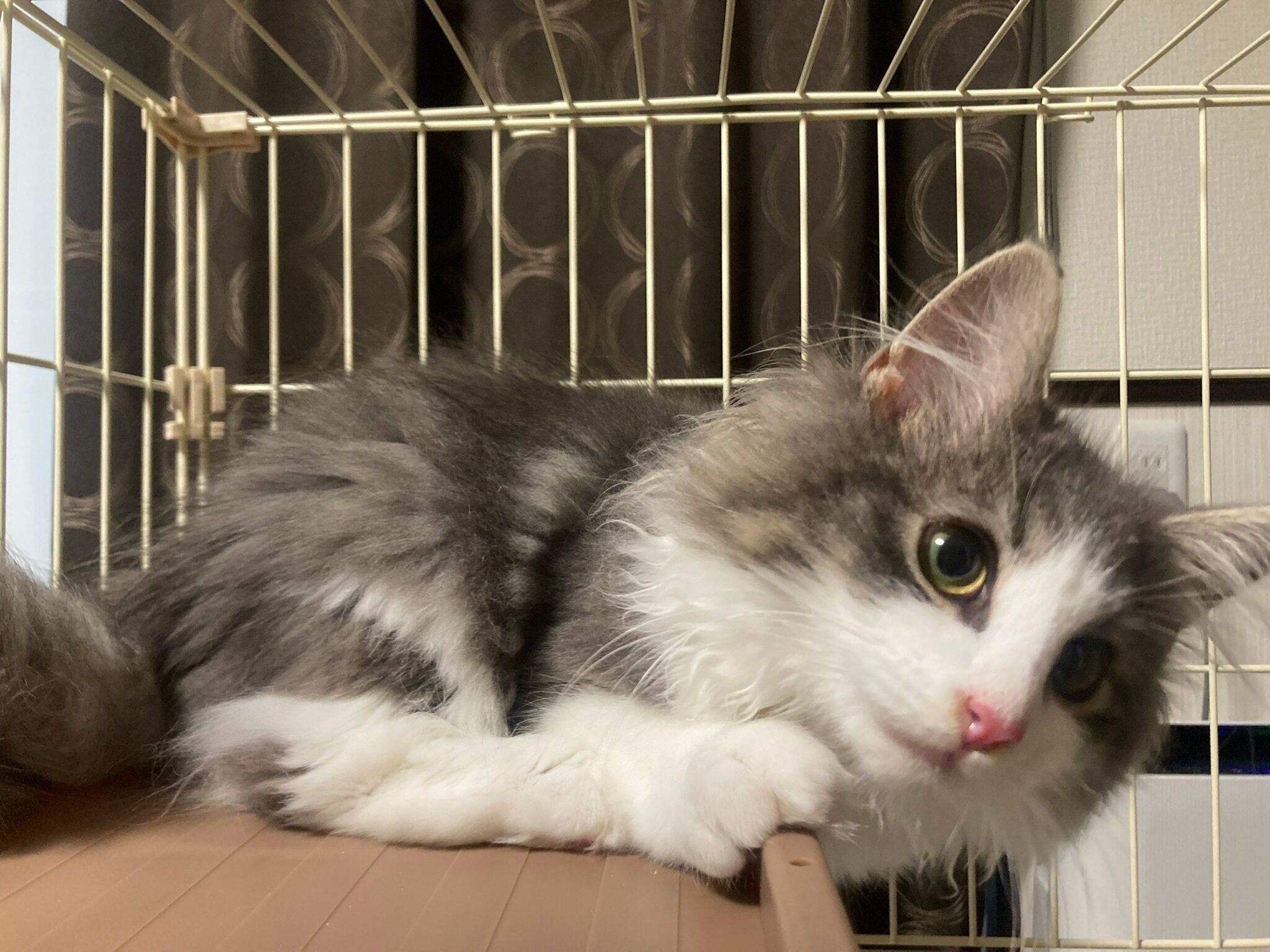 お迎え初日、生後5カ月のノルウェージャンフォレストキャット