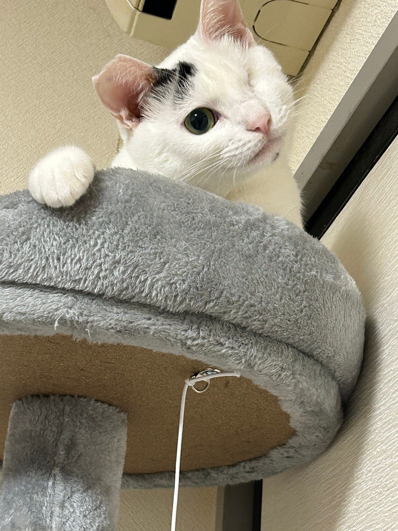 首をかしげているようなよもぎちゃん