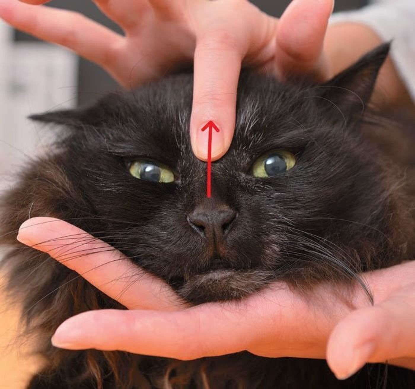 季節の変わり目に試してみて 猫カゼにきくマッサージ方法 ねこのきもちweb Magazine 季節の変わり目に試してみて 猫カゼにきくマッサージ方法 ねこのきもちweb Magazine