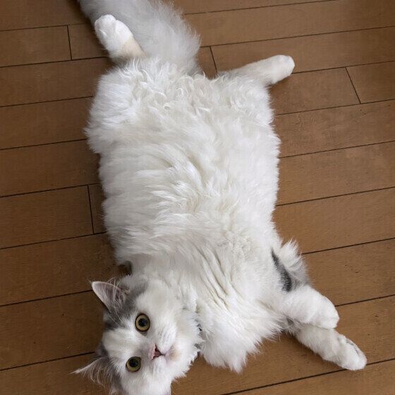 マンチカンのまるくん