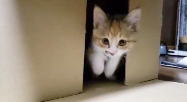 ダンボールで遊ぶうみちゃん
