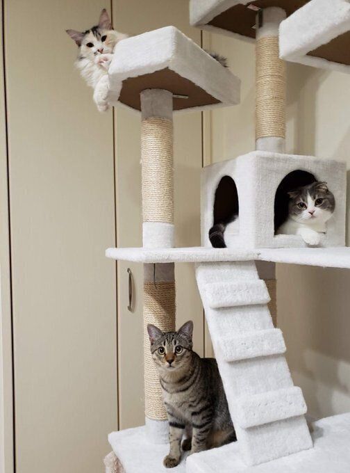 《写真上から》姉猫・モモちゃん（撮影時3才）、兄猫・マルくん（撮影時2才）、ボンくん（撮影時、生後6カ月）