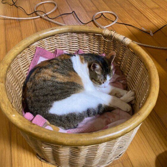 カゴの中で眠るミケ猫
