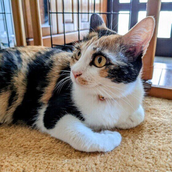 三毛猫のメイちゃん