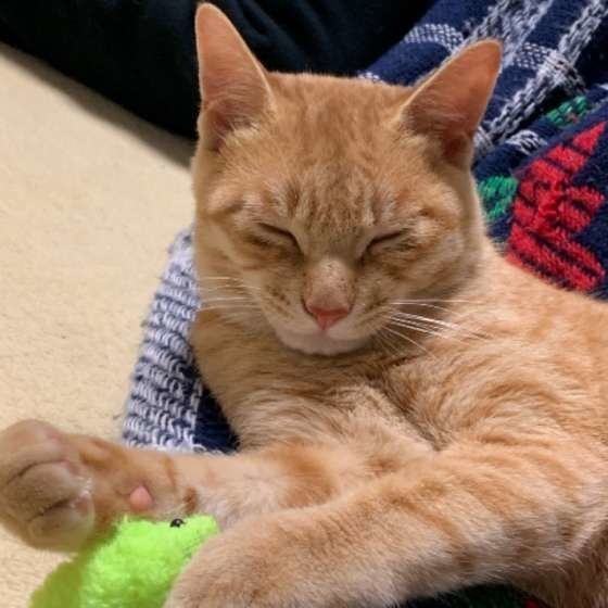 眠そうな茶トラ