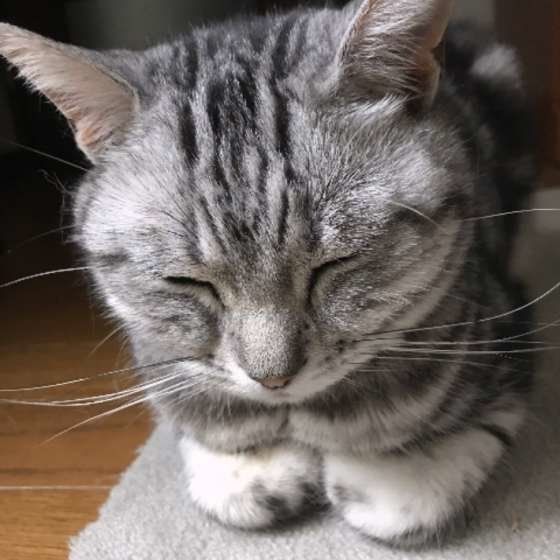 眠るスコティッシュフォールド