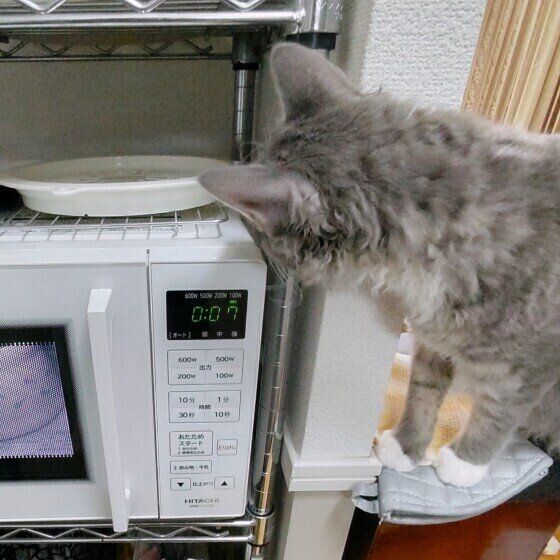 レンジの前でごはん待ちをするラファくん