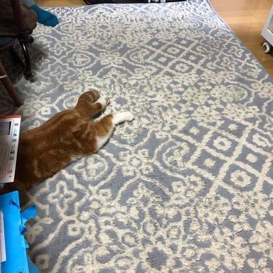 頭隠して尻隠さずな猫