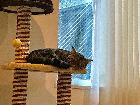 キャットタワーで寝ている猫