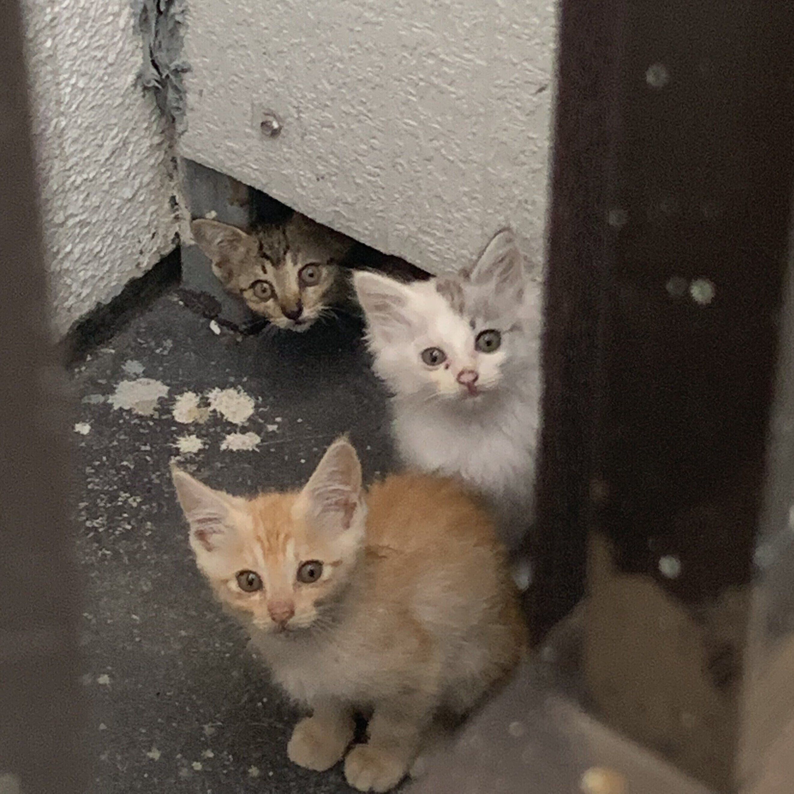 保護前の様子　真ん中がパワーちゃん