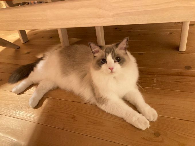 机の下でくつろぐラグドール