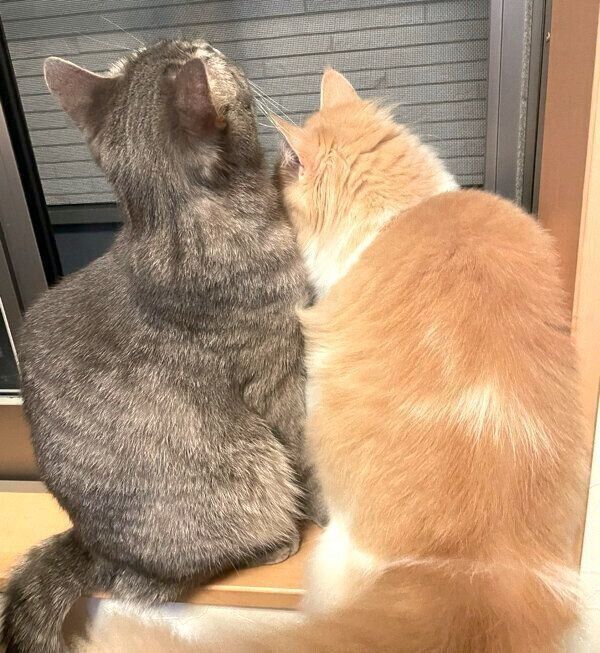 くっつく凛太郎くんと和音ちゃん