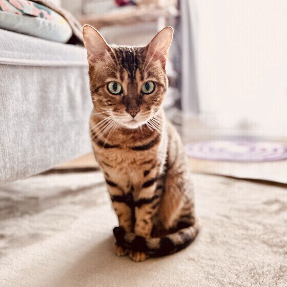 ベンガルのモカちゃん