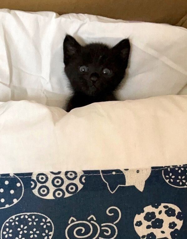 布団が好きなうにくん