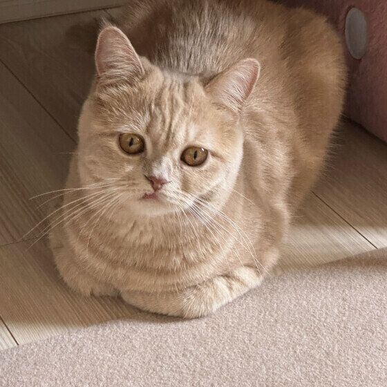 香箱座りをするエキゾチックショートヘア