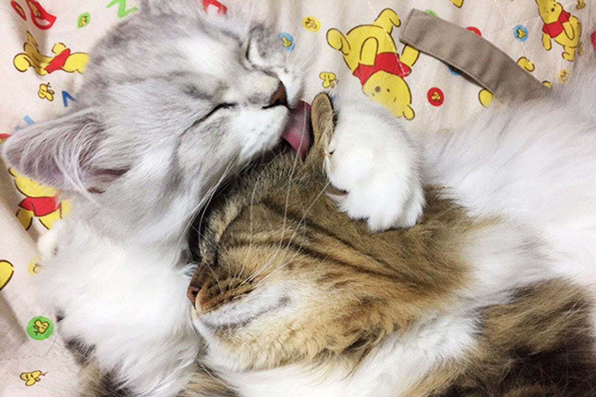 恋人 猫 恋人にも猫好きを求める人は 割 実体験がリアルすぎる ねこのきもちweb Magazine 恋人 猫 恋人にも猫好きを求める人は 割 実体験がリアルすぎる ねこのきもちweb Magazine