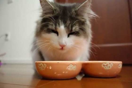 食事中のノルウェージアンフォレストキャット