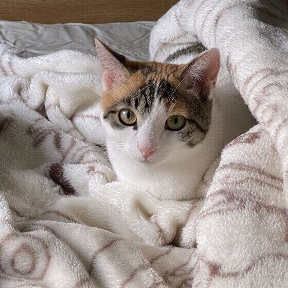 ミケのあられちゃん