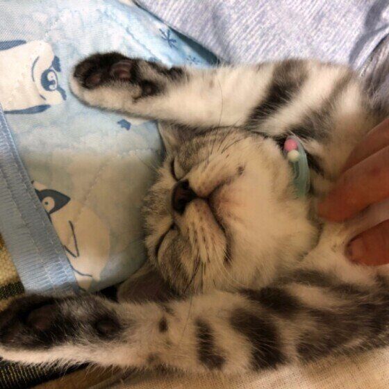 両手を上げるアメリカンショートヘア