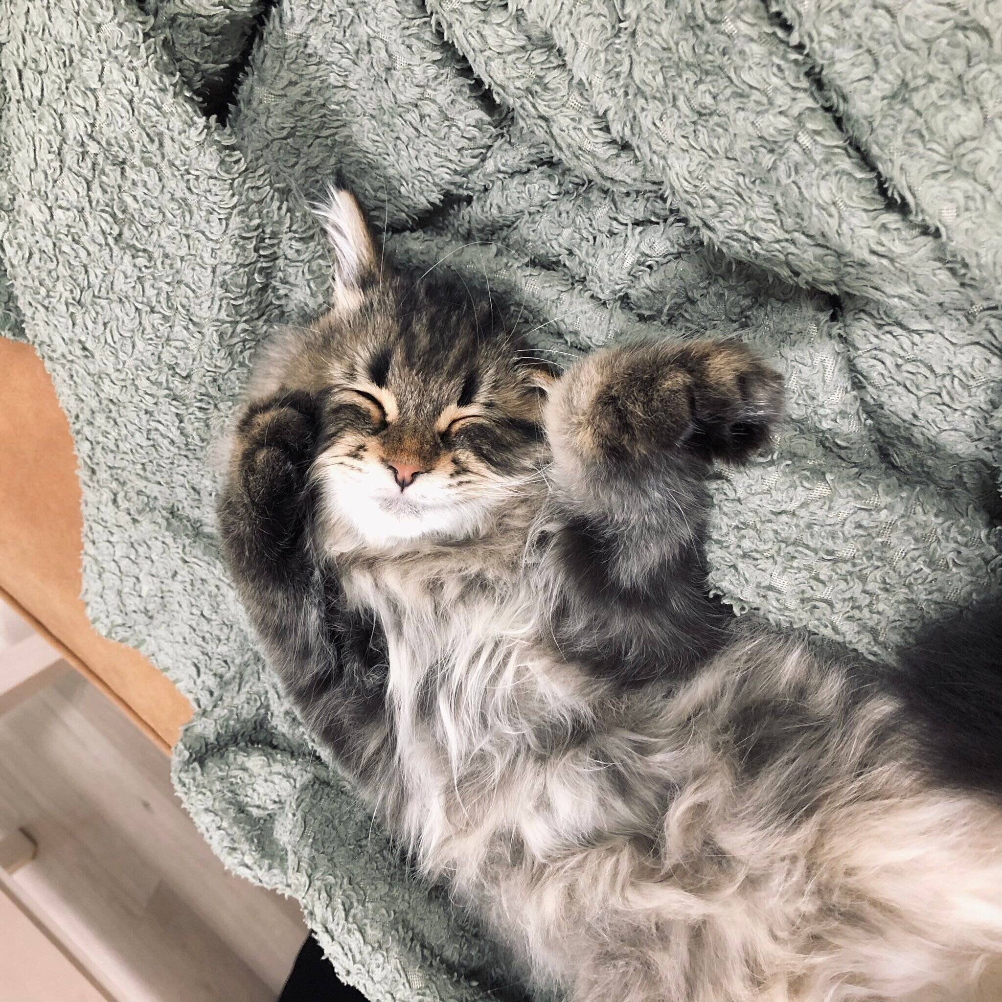 目じりがさがったヤマネコくん