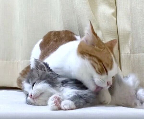 仲良しなはなちゃんと新入り子猫・さっくん