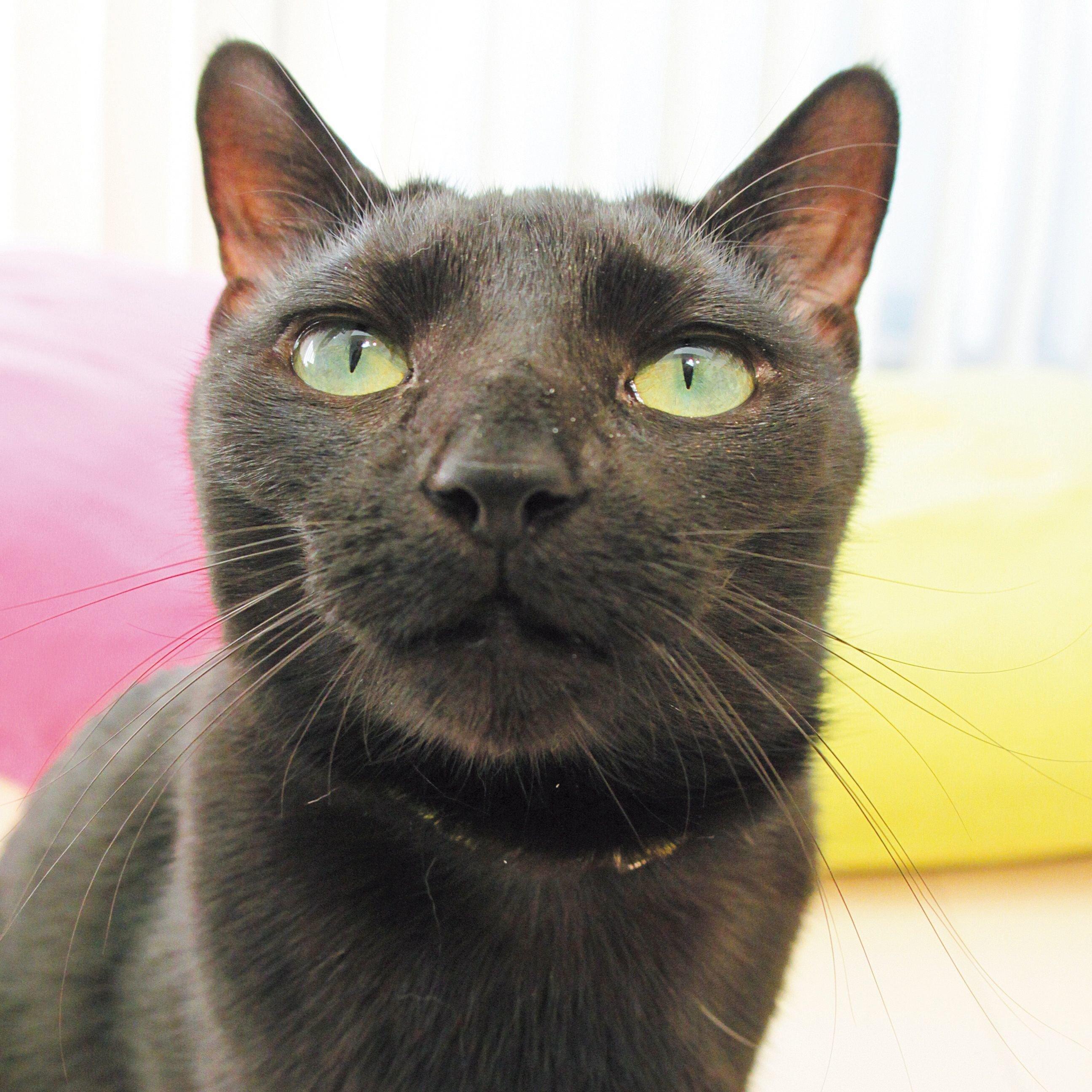 2019年4月号「猫のおハナ見しませんか？」