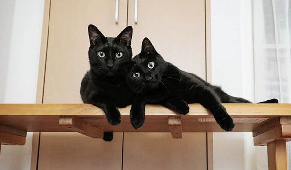 シンクロ黒猫兄弟