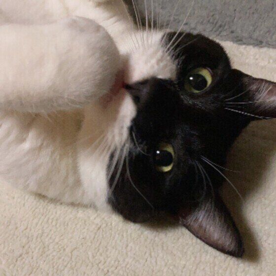 カメラ目線でゴロニャンする黒×白MIXのチュラくん