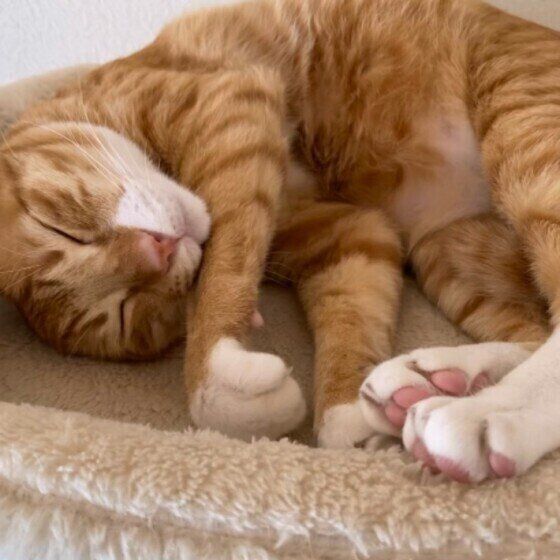 寝ながらエアふみふみする猫