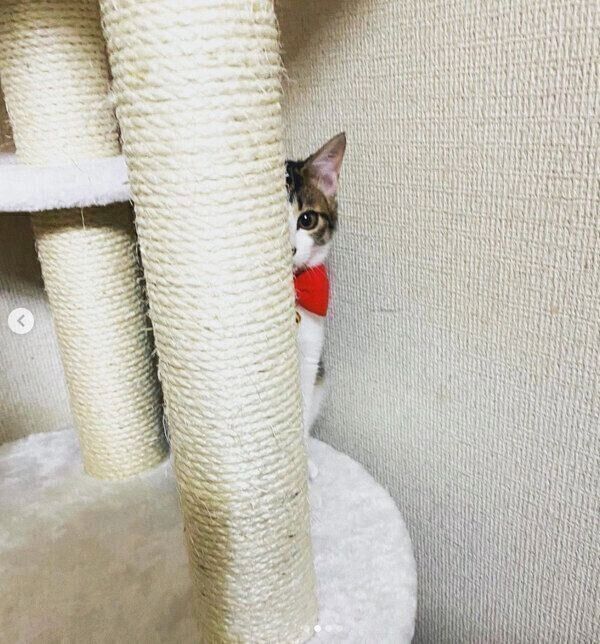 ひょっこり顔を出すおとーふちゃん