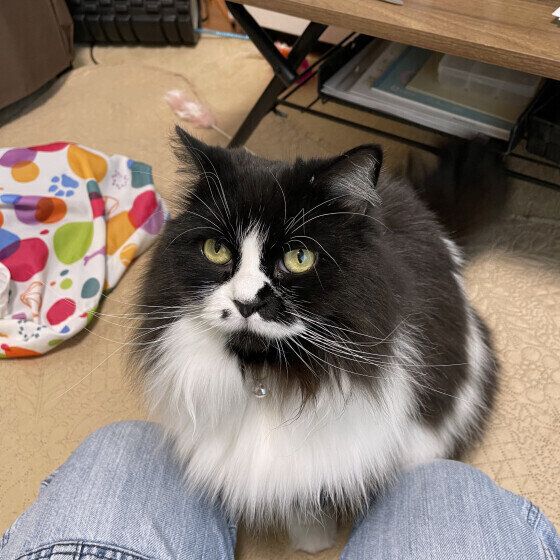 Mix（黒×白）のつむぎちゃん♪