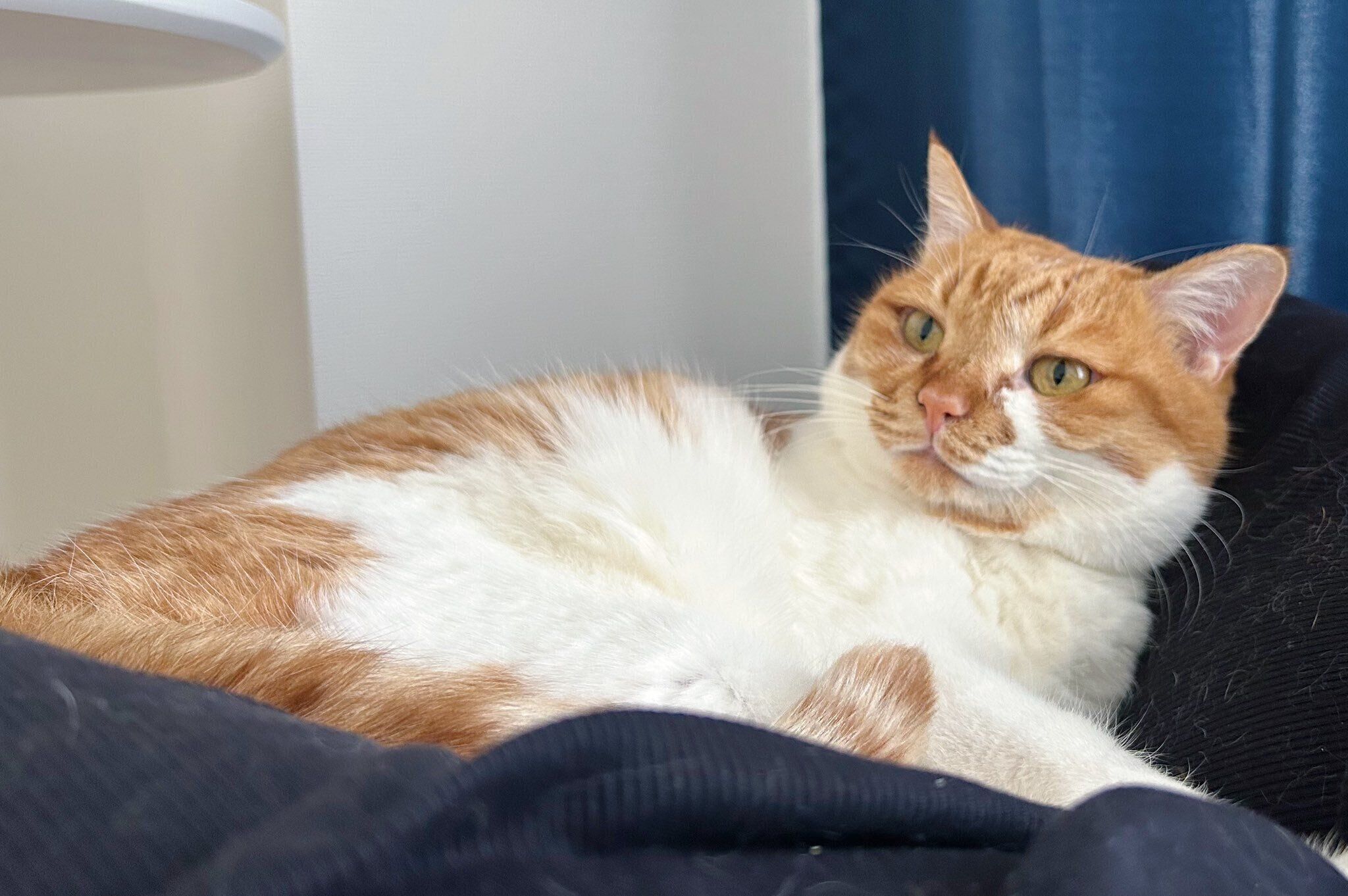 飼い主さんの膝の上に乗るきなこくん