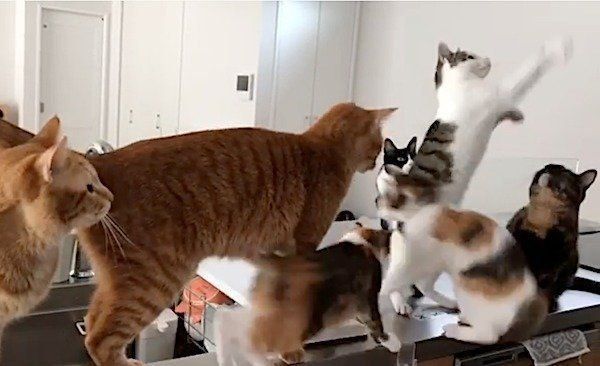 ミーアキャットみたいな猫