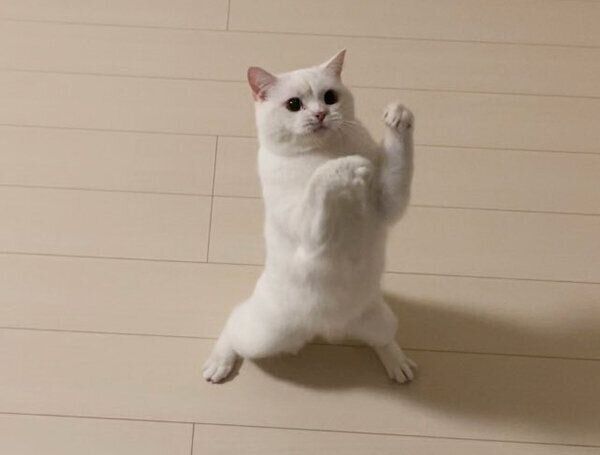 立ち上がるしらたまくん