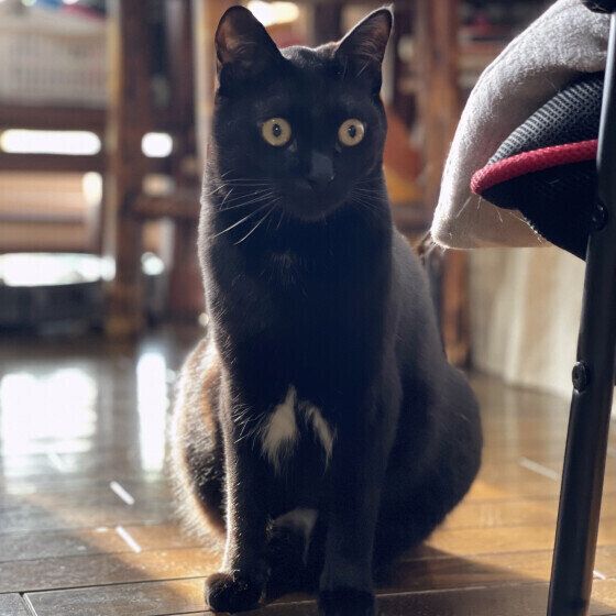 黒猫のジジくん