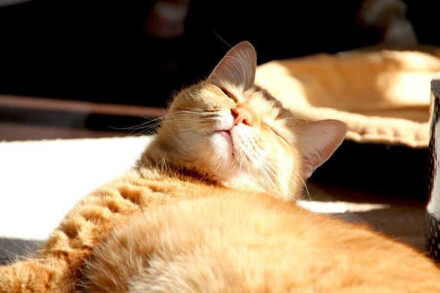 目を細めるレンくん