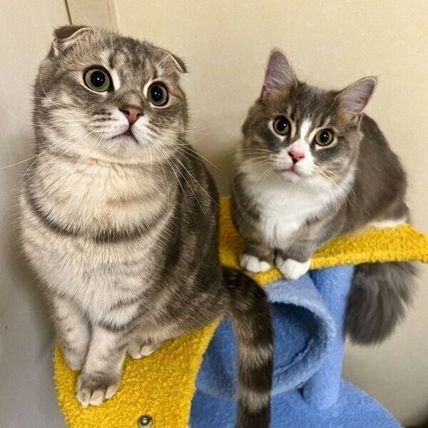 キャットタワーで仲良しのまんぼうくんとくつ下くん