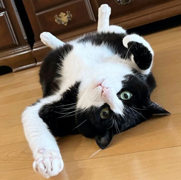 お父さんのことが大好きな猫の「甘えっぷり」が最高! 見た目の渋さと 一番の キキ様♡ その他