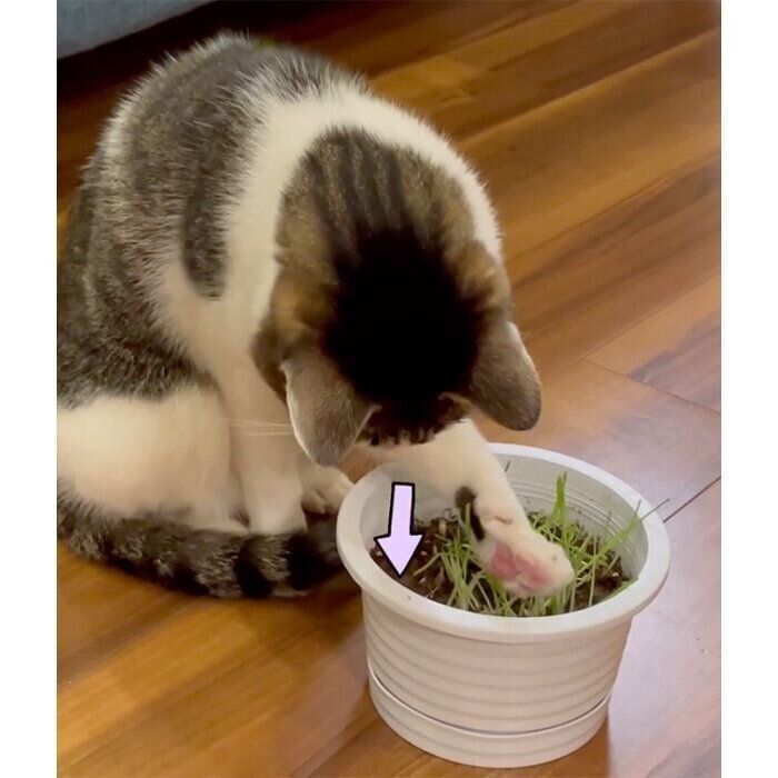 猫草を見つめるアルくん